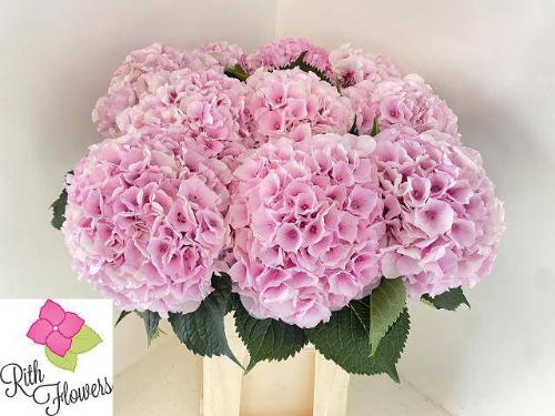 Hydrangea macrophylla Royal Impressive