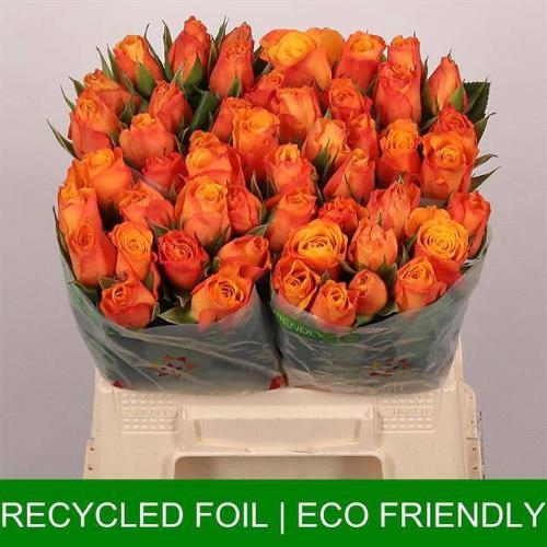 Rosa grootbloemig Confidens