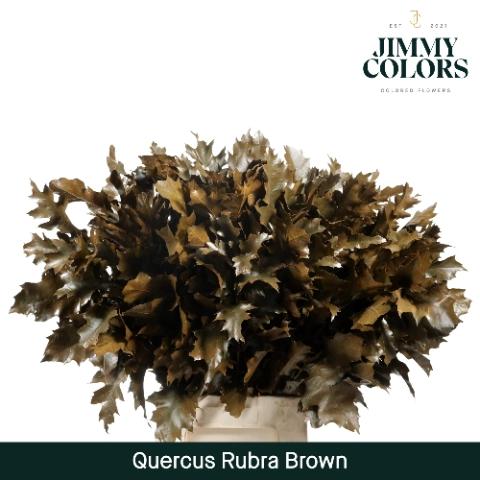 Quercus rubra kleurbehandeld H%