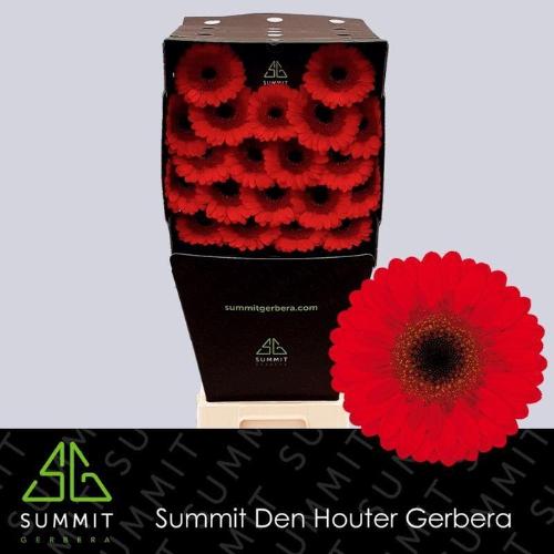 Gerbera mini Nirvana