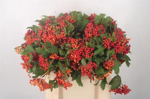Viburnum per tak opulus 'Compactum'
