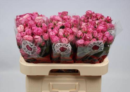 Rosa tros Lady Bombastic