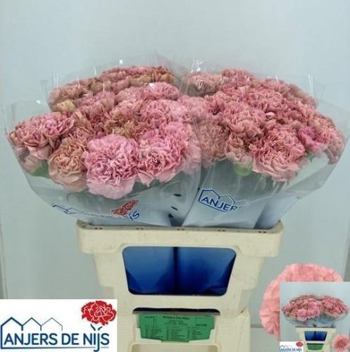 Dianthus standaard 'Lege'