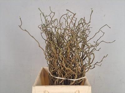 Corylus avellana 'Contorta'
