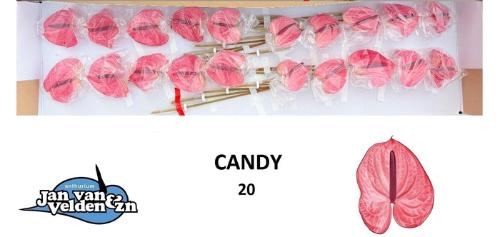 Anthurium Andreanum Grp Candy