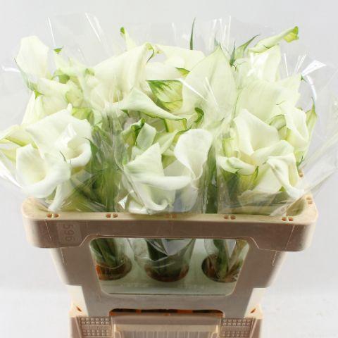 Zantedeschia 'Crystal Blush'