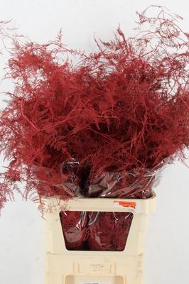 Asparagus overig kleurbehandeld H%