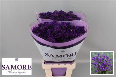 Limonium sinuatum Navy Sun Birds