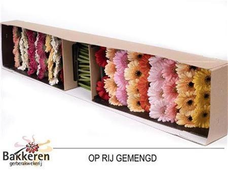 Gerbera mini gemengd op rij