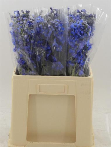 Delphinium enkelbloemig Deldonna Blue