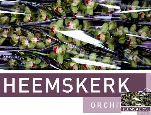 Cymbidium grootbloemig per tak 'Top Spot'