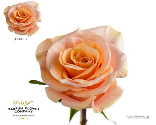 Rosa grootbloemig overig