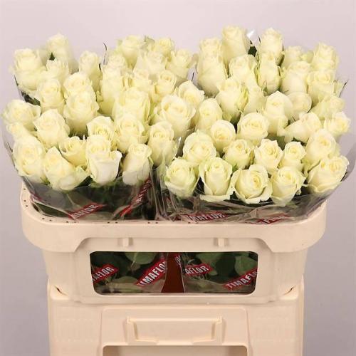 Rosa grootbloemig Albatros