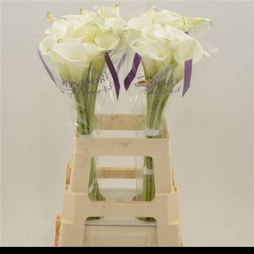 Zantedeschia White Art