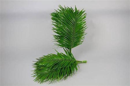 Phoenix roebelenii per bos