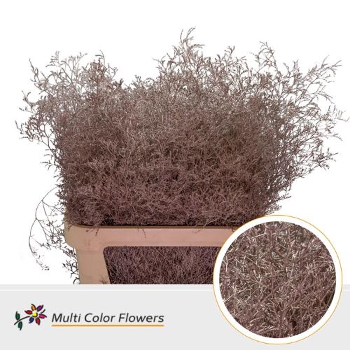 Limonium overig kleurbehandeld H%