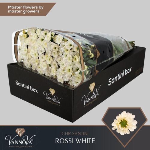 Chrysanthemum Indicum Grp tros santini 'Rossi White'