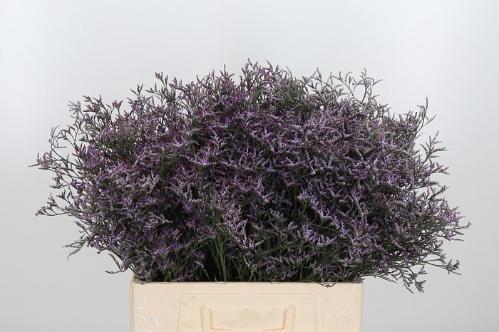 Limonium Safora Lilac