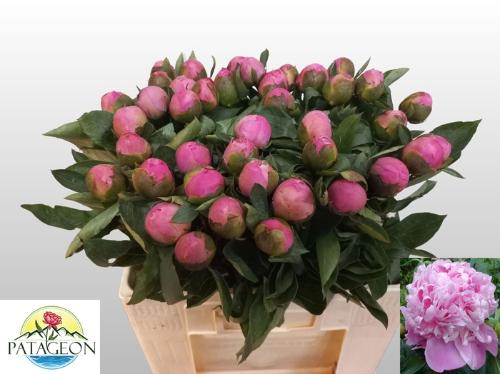 Paeonia Lactiflora Grp 'Monsieur Jules Elie'