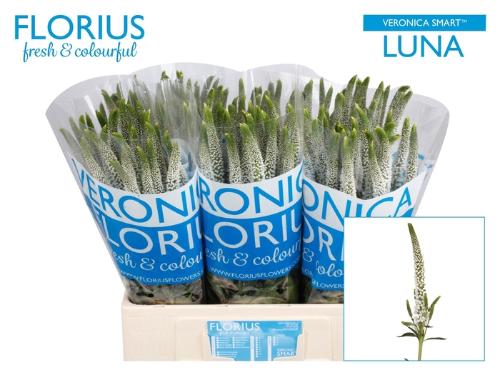 Veronica Smart Luna