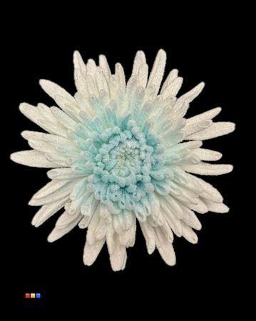 Chrysanthemum geplozen kas kleurbehandeld H%