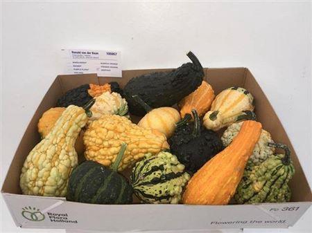 Siervruchten per stuk Cucurbita pepo gemengd