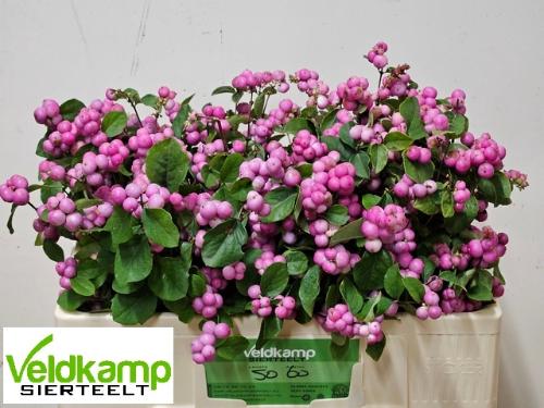 Rosa grootbloemig 'Peer Gynt'