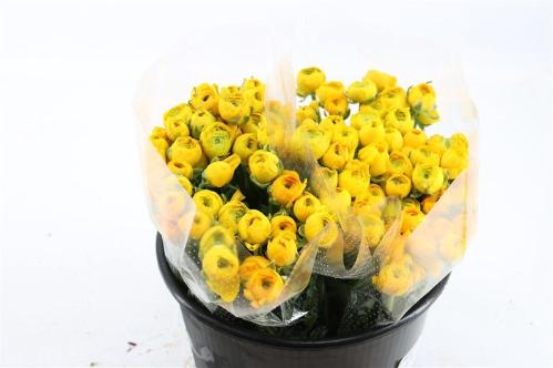 Ranunculus asiaticus 'Elegance Yellow'