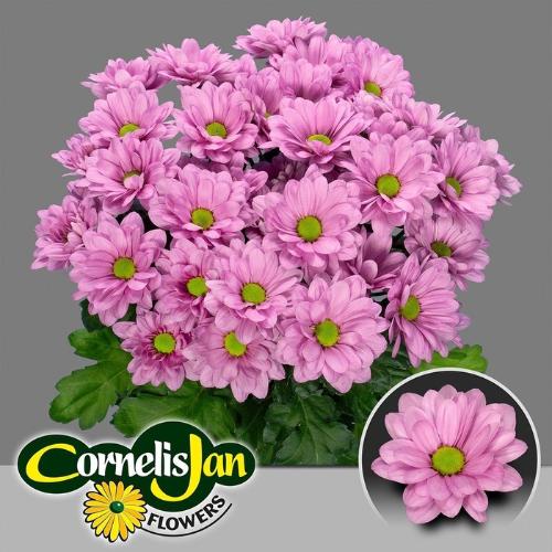 Chrysanthemum (Indicum Grp) tros Resq