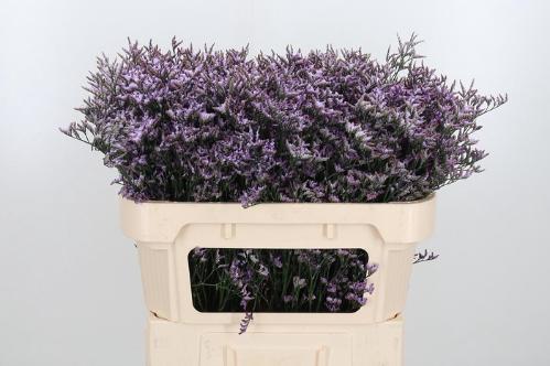 Limonium Safora Lilac