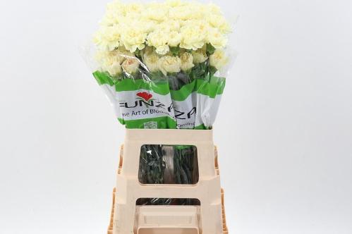 Dianthus standaard overig