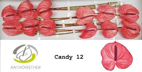 Anthurium Andreanum Grp Candy