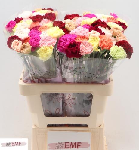 Dianthus standaard gemengd in bos
