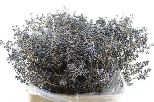 Ligustrum ovalifolium 'Libelle'