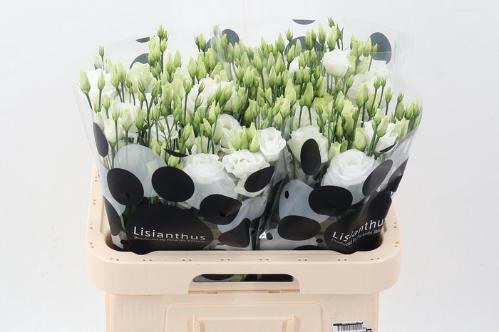 Eustoma russellianum gevuldbloemig 'Rosita White'