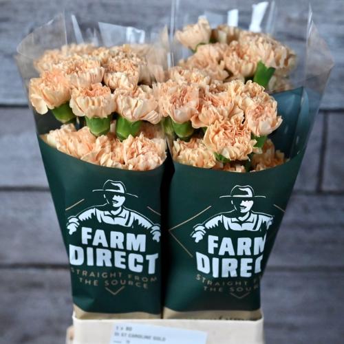 Dianthus standaard 'Caroline Gold'