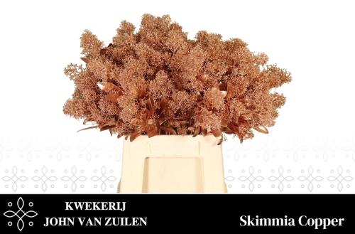 Skimmia per bos overig kleurbehandeld H%