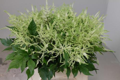 Astilbe Japonica Grp 'Whasingthon'
