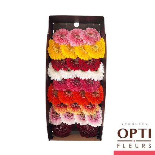 Gerbera Pomponi gemengd 2 kleuren