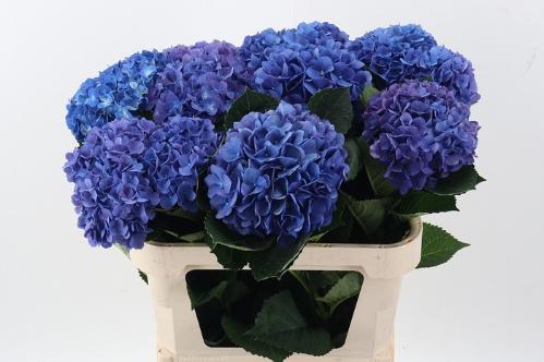 Hydrangea macrophylla Royal Anne