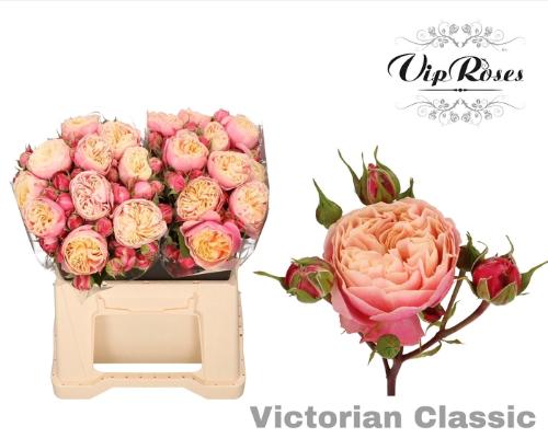 Rosa tros Victorian Classic@