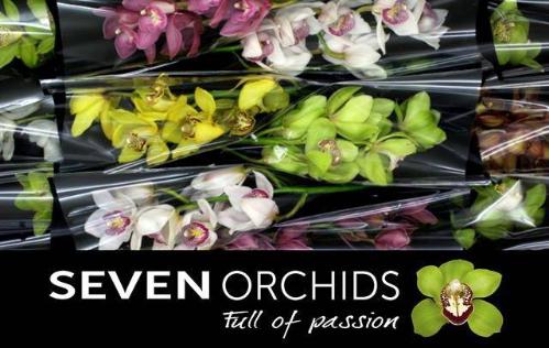 Cymbidium grootbloemig per tak gemengd