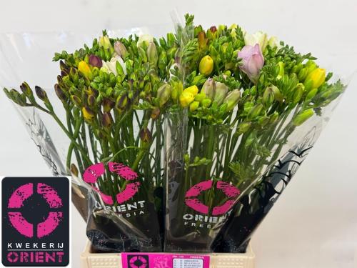 Freesia dubbelbloemig gemengd