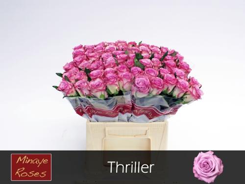 Rosa grootbloemig Thriller