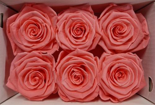 Rosa grootbloemig kleurbehandeld H%