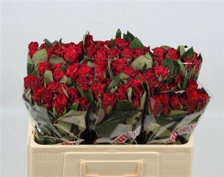 Rosa grootbloemig Red Tacazzi+