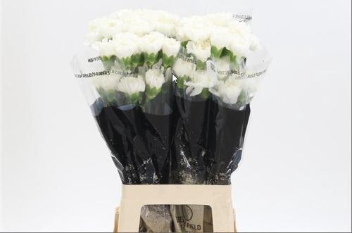 Dianthus standaard 'Moonlight'