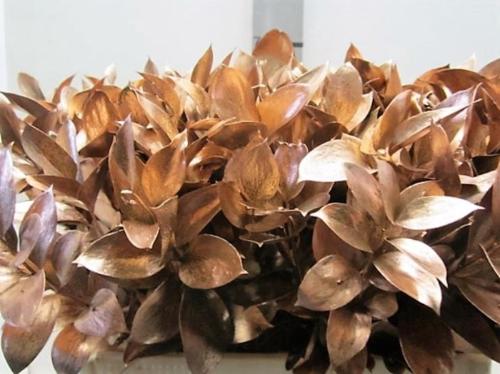 Ruscus kleurbehandeld H%