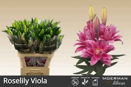 Lilium Oriental dubbel Grp Roselily Viola