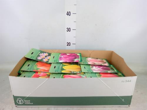 Tulipa (bol)